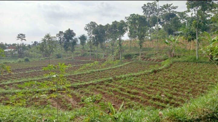 Tanah Kebun Cicalengka Bisa Cicil Tanpa Bank – Bebas Banjir & Lokasi Strategis-2