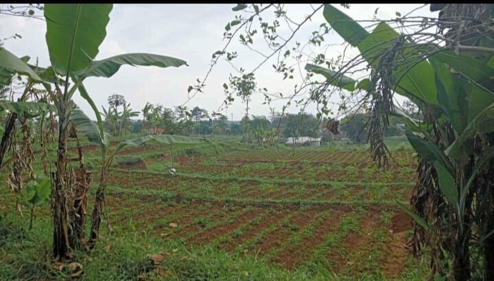 Tanah Kebun Cicalengka Bisa Cicil Tanpa Bank – Bebas Banjir & Lokasi Strategis-1
